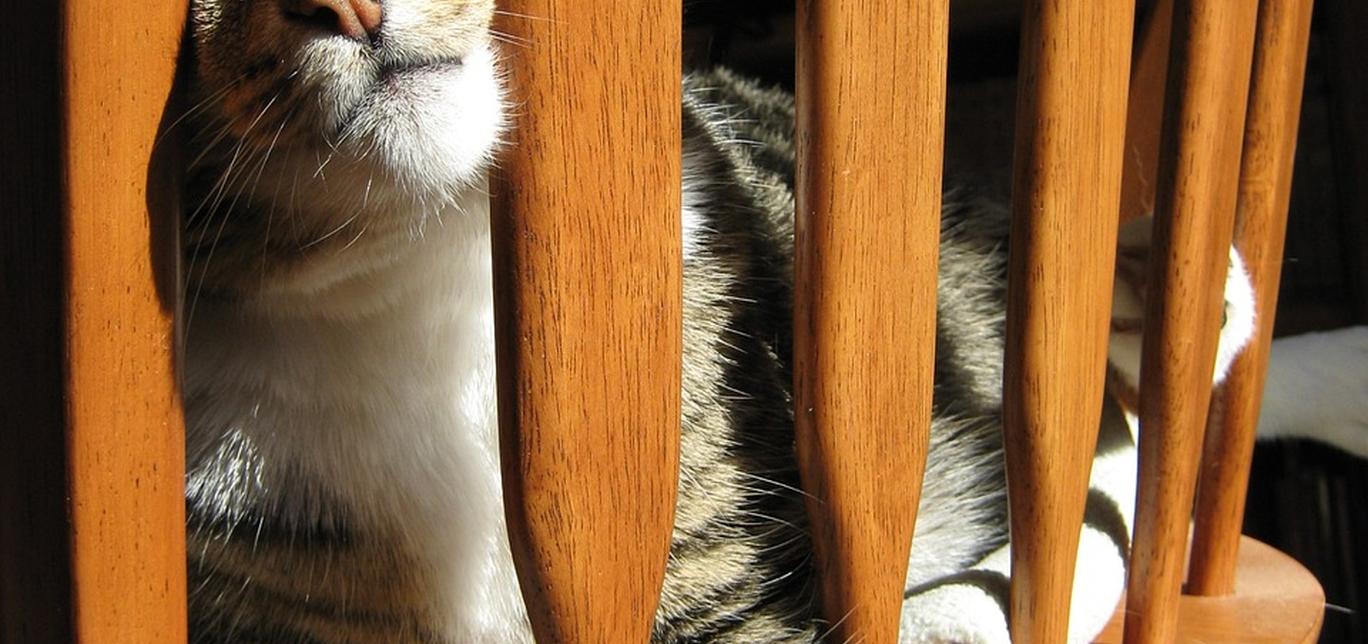 Gatti e spazi nascosti: Creare nascondigli e rifugi per il gatto.