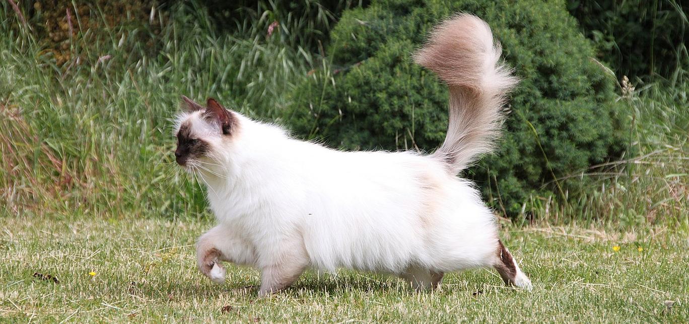 Gatto Birmano: carattere, cura e alimentazione della razza