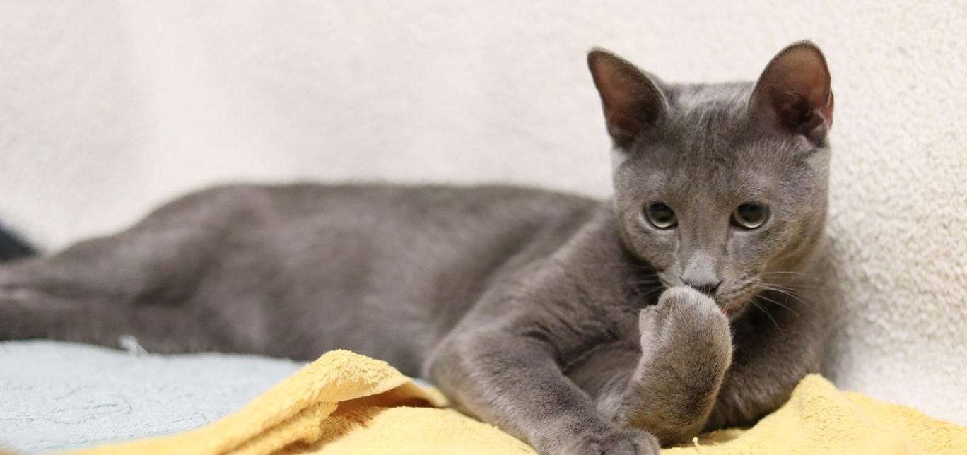 Gatto Blu di Russia: carattere, cura e alimentazione della razza