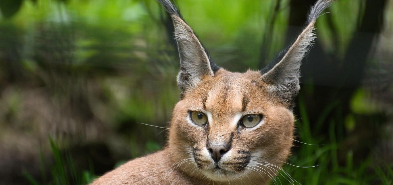 Gatto Caracal: carattere, cura e alimentazione della razza