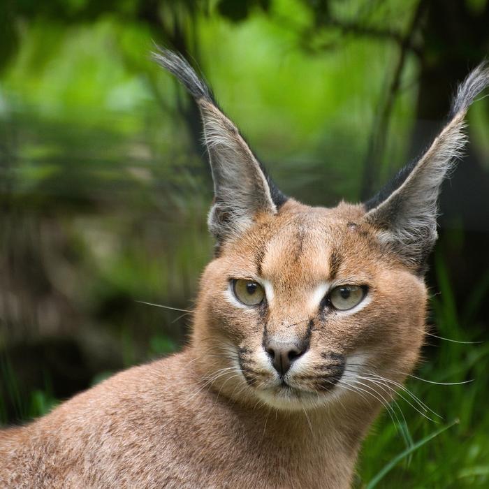 Gatto Caracal: carattere, cura e alimentazione della razza