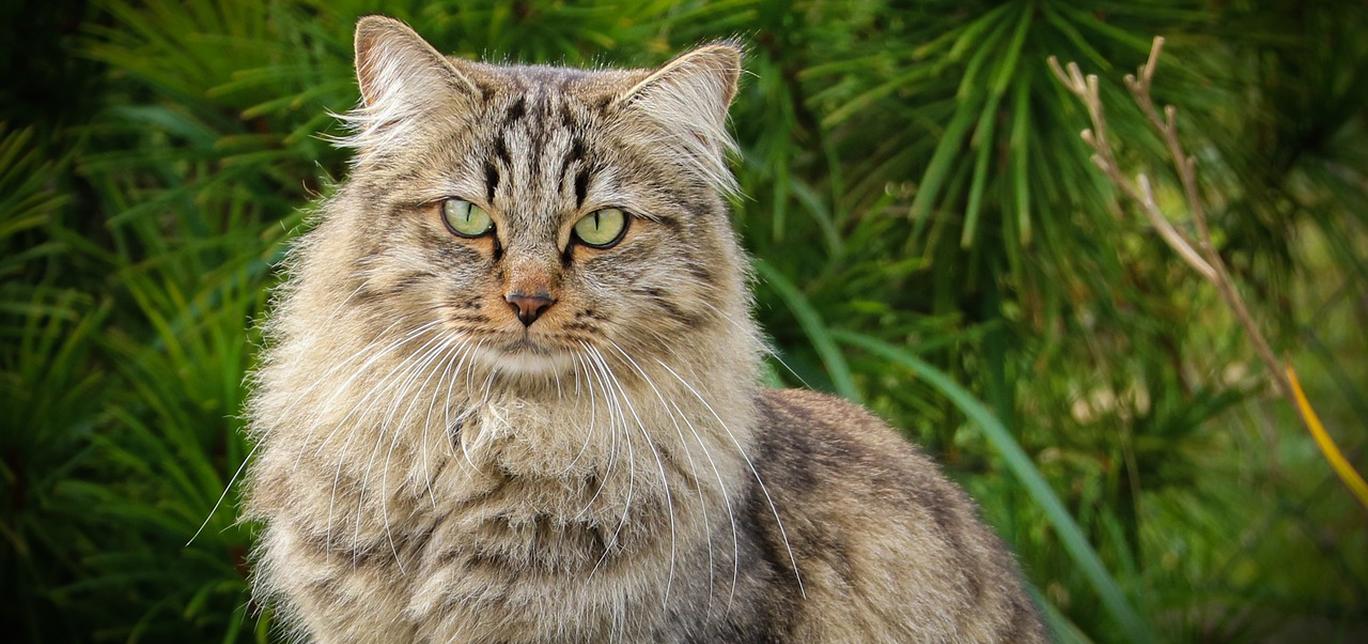 Gatto Siberiano: carattere, cura e alimentazione della razza