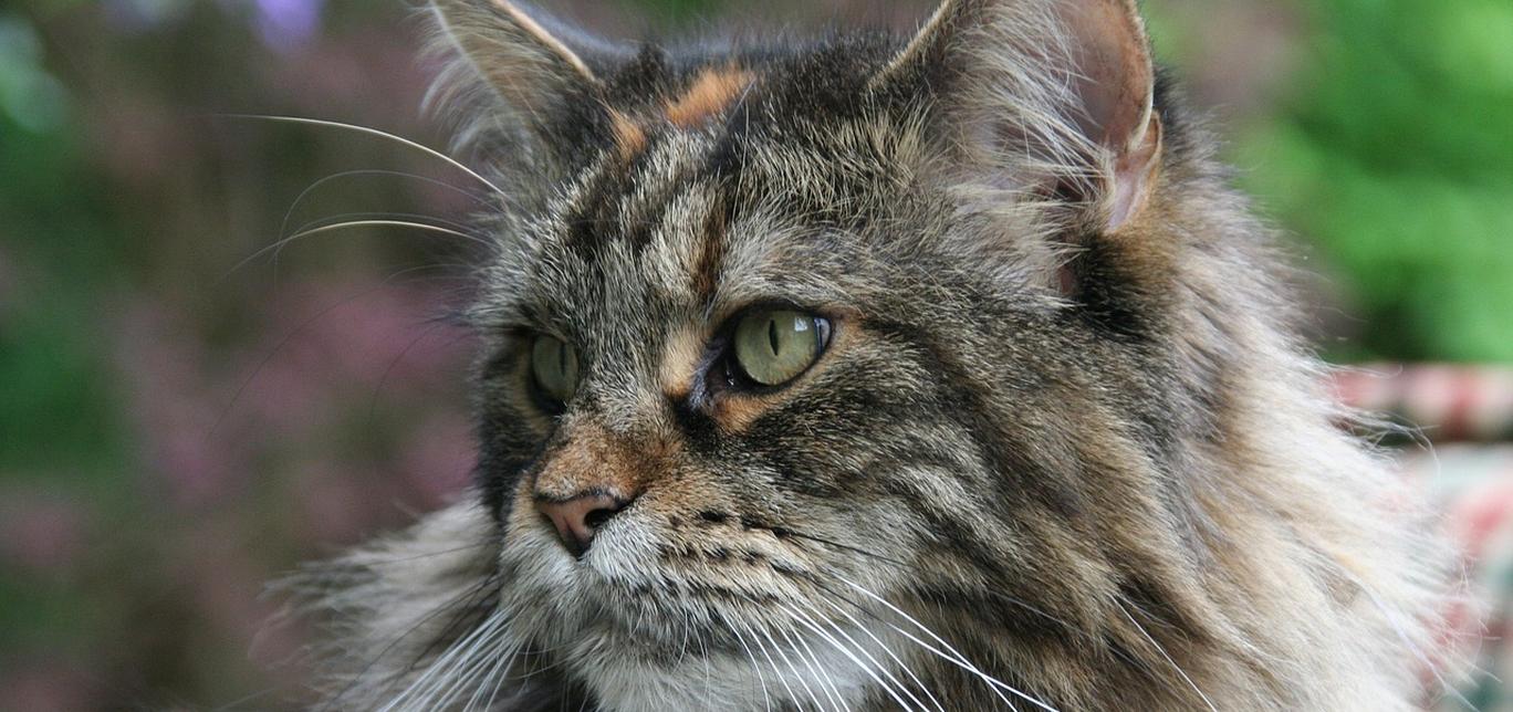 Maine Coon: caratteristiche, cura e informazioni utili sul gatto gigante