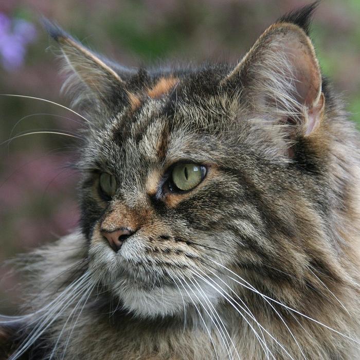 Maine Coon: caratteristiche, cura e informazioni utili sul gatto gigante