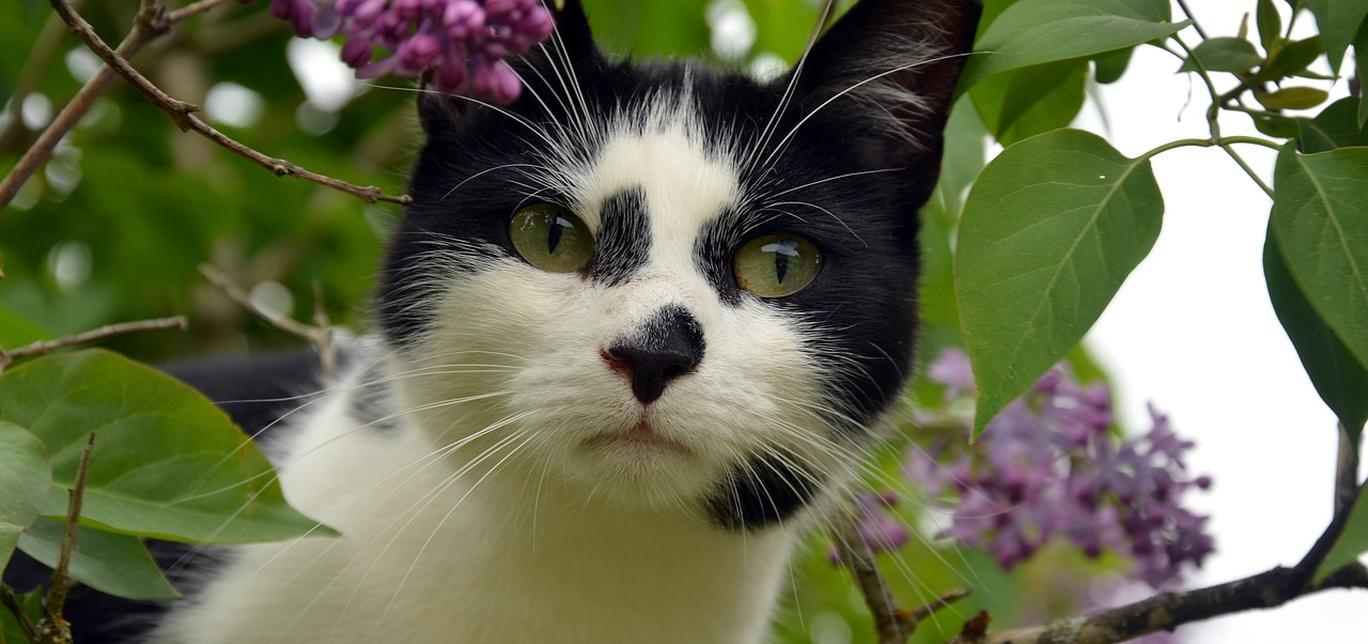 Avvelenamento da morso di ragno violino in gatti