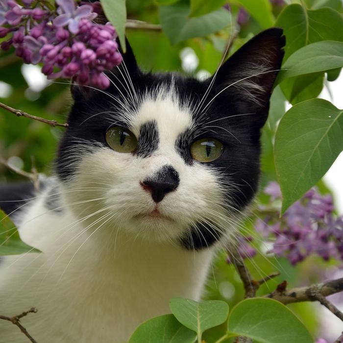 Avvelenamento da morso di ragno violino in gatti