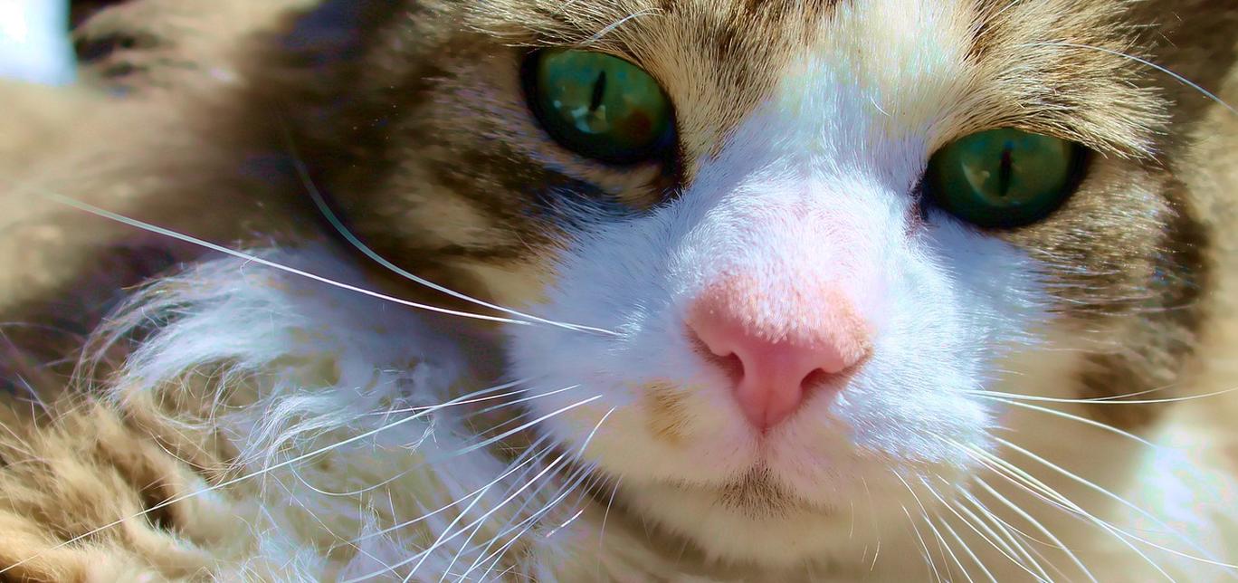 Come il tuo gatto può migliorare la tua salute