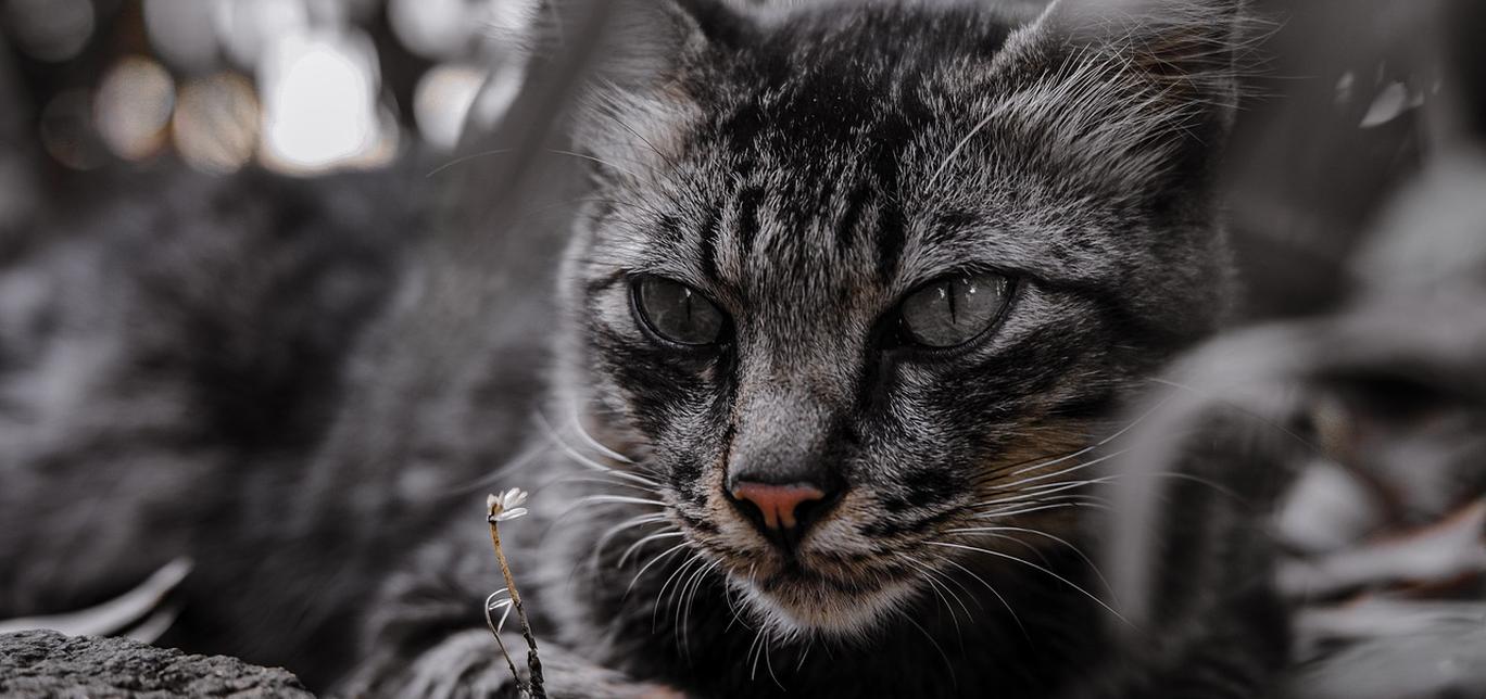 Come riconoscere se il tuo gatto sta male? I segnali che devi sapere per salvare il tuo gatto!