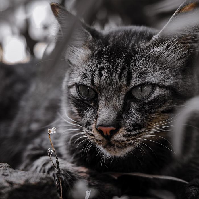 Come riconoscere se il tuo gatto sta male? I segnali che devi sapere per salvare il tuo gatto!