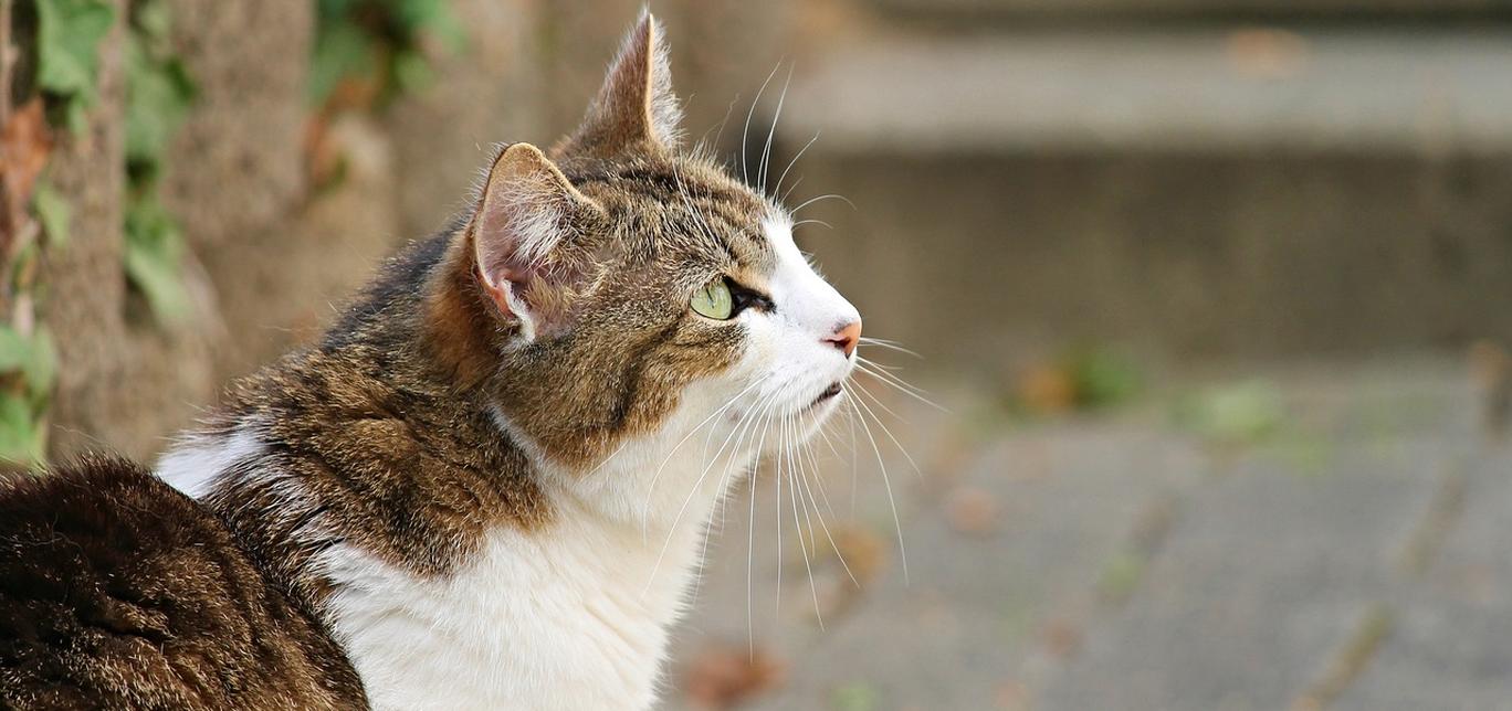 Gatti e malattie comuni: Informazioni su raffreddori, infezioni oculari e altre patologie.