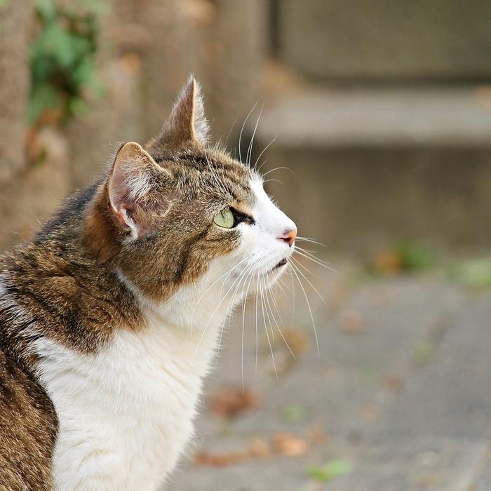 Gatti e malattie comuni: Informazioni su raffreddori, infezioni oculari e altre patologie.