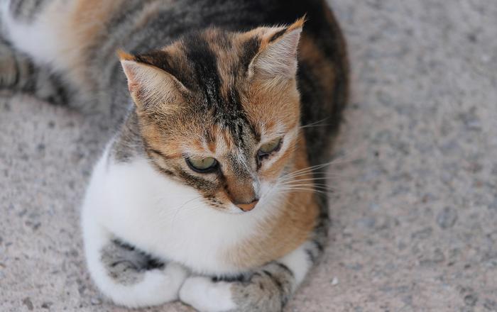 Gatti e stress: Come riconoscere e gestire lo stress nei gatti.