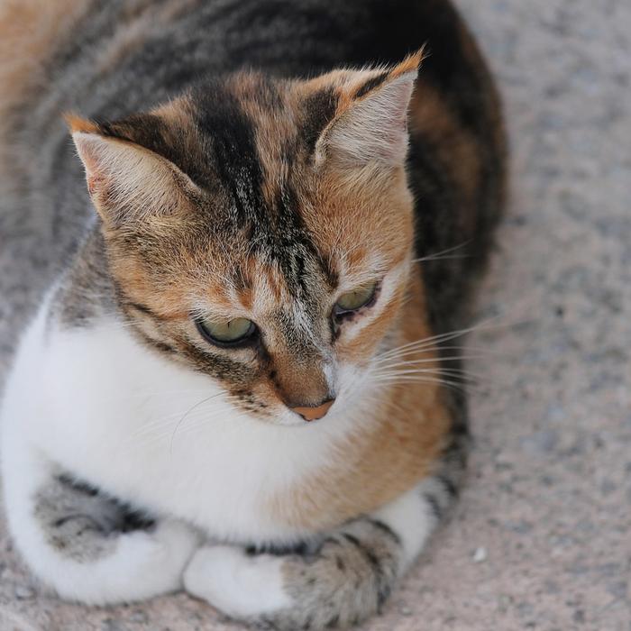 Gatti e stress: Come riconoscere e gestire lo stress nei gatti.