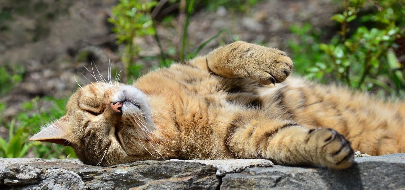 Gatti speciali: Gatti con bisogni speciali, come quelli con disabilità o malattie croniche.