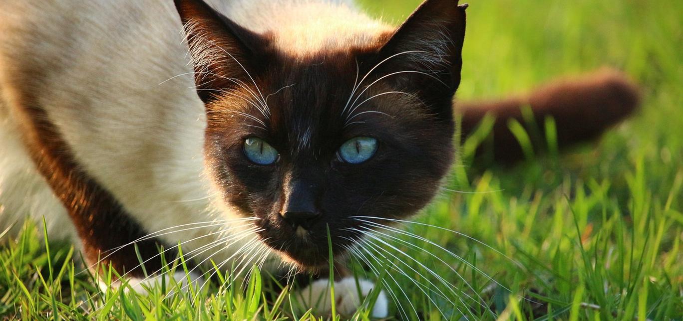 I consigli degli esperti per prevenire le infezioni, i parassiti e le allergie nel tuo gatto