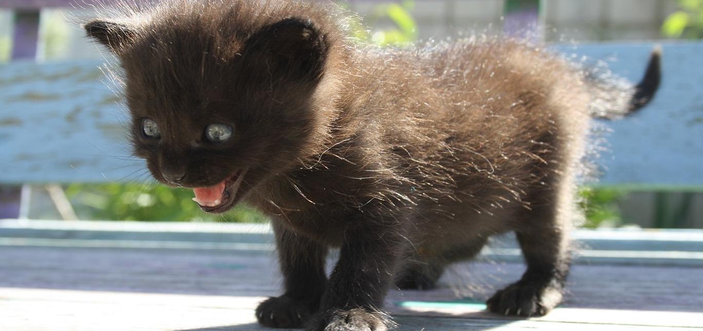 I gatti possono avere commozioni cerebrali?