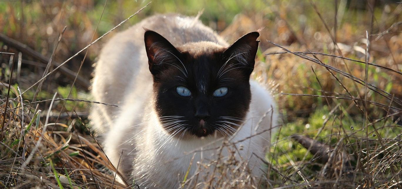 I gatti possono essere allergici agli umani? Ecco cosa fare in caso di reazione