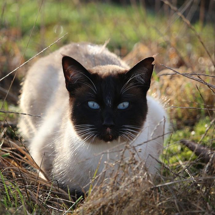 I gatti possono essere allergici agli umani? Ecco cosa fare in caso di reazione