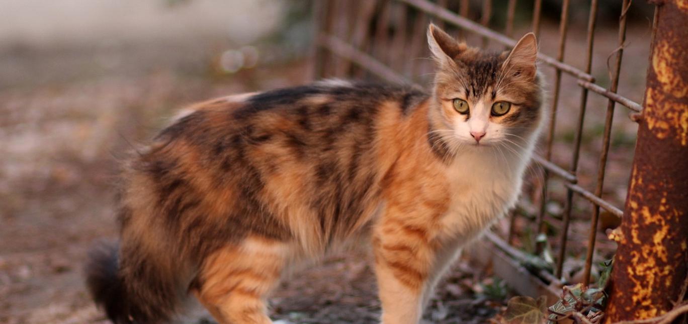 Il gatto mangia la lettiera? Ecco cosa fare