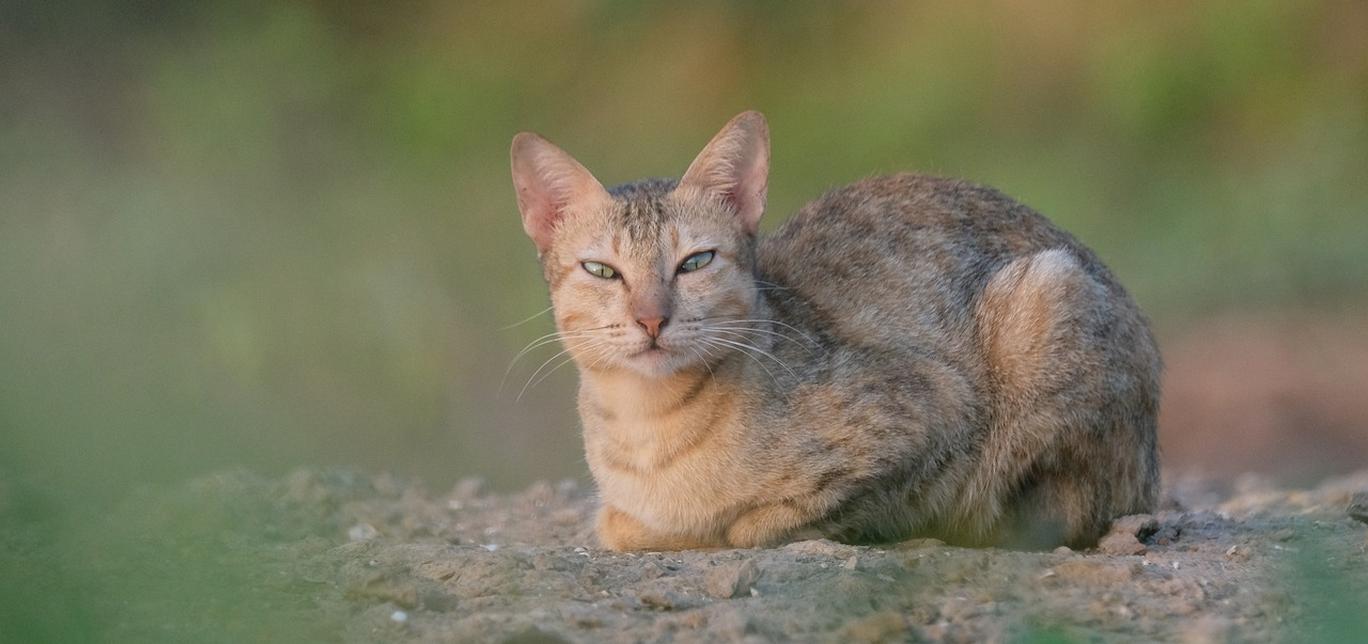 Lettiera ecologica per gatti