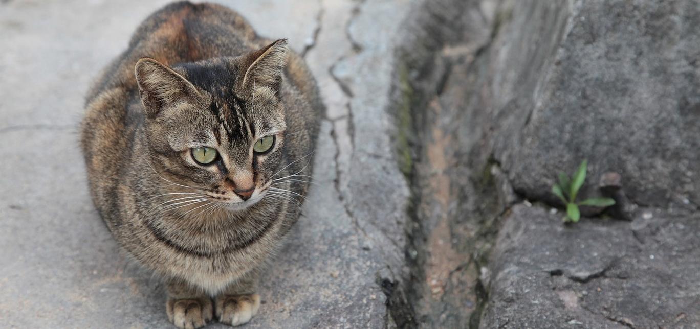 Quanto costa sterilizzare o castrare il tuo gatto? I vantaggi e gli svantaggi di questa scelta!