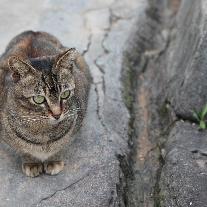 Quanto costa sterilizzare o castrare il tuo gatto? I vantaggi e gli svantaggi di questa scelta!