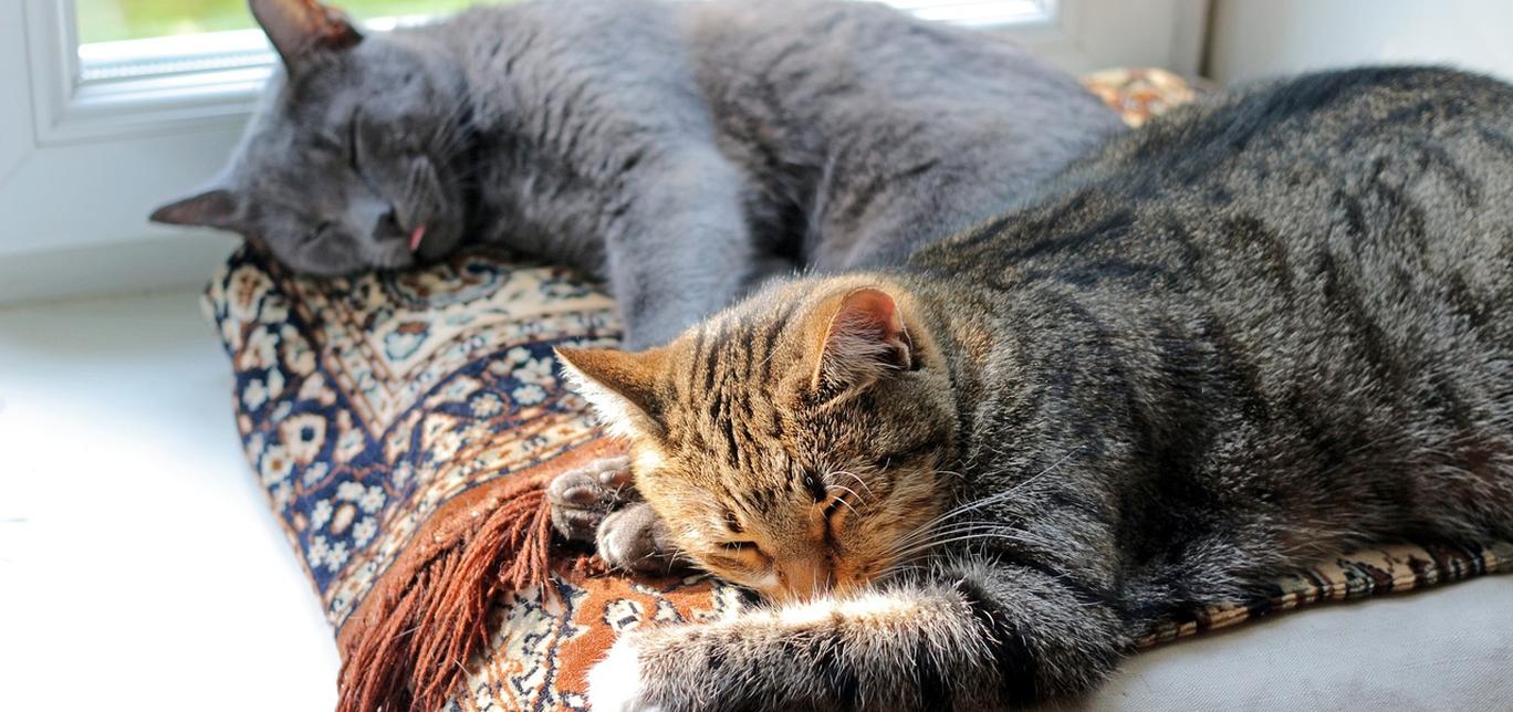 Quanto dorme un gatto? La quantità di sonno dei gatti è incredibile!