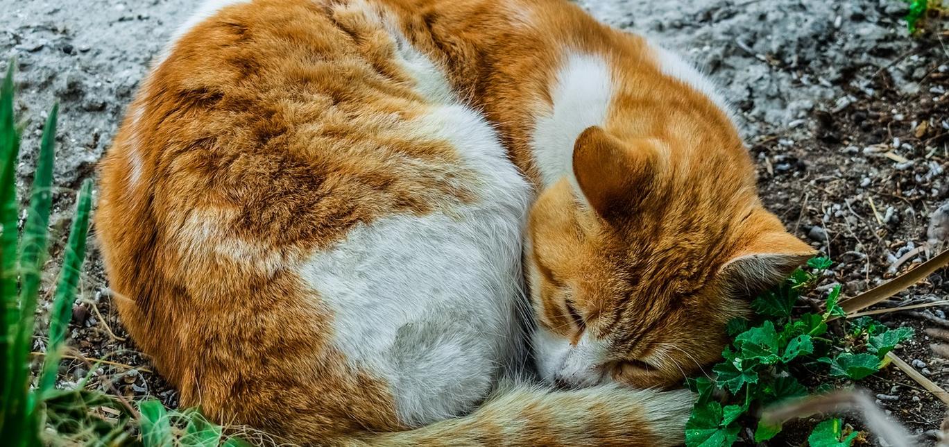 Quanto dura la vita di un gatto? La risposta ti sorprenderà!