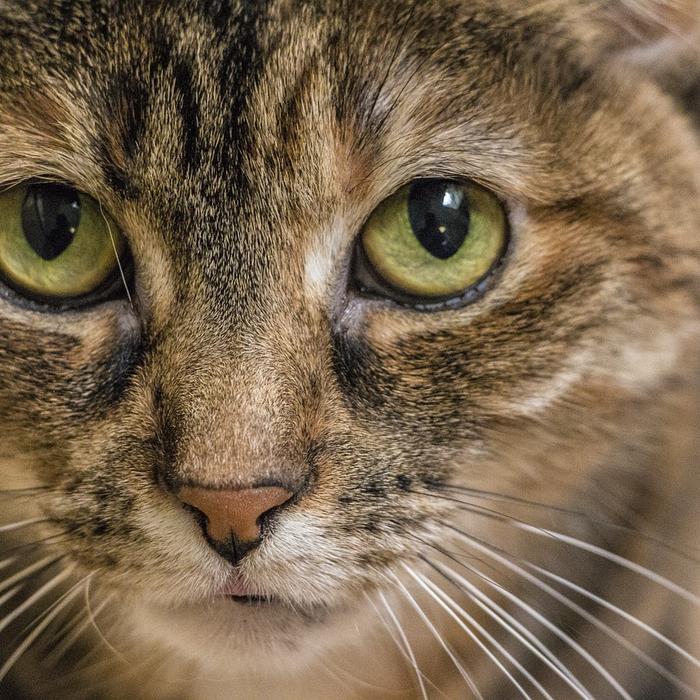 Sterilizzare o castrare il tuo gatto: cosa devi sapere prima di decidere