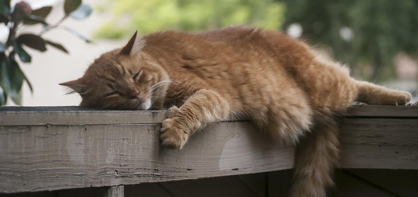 Tutto ciò che devi sapere sui catio per gatti