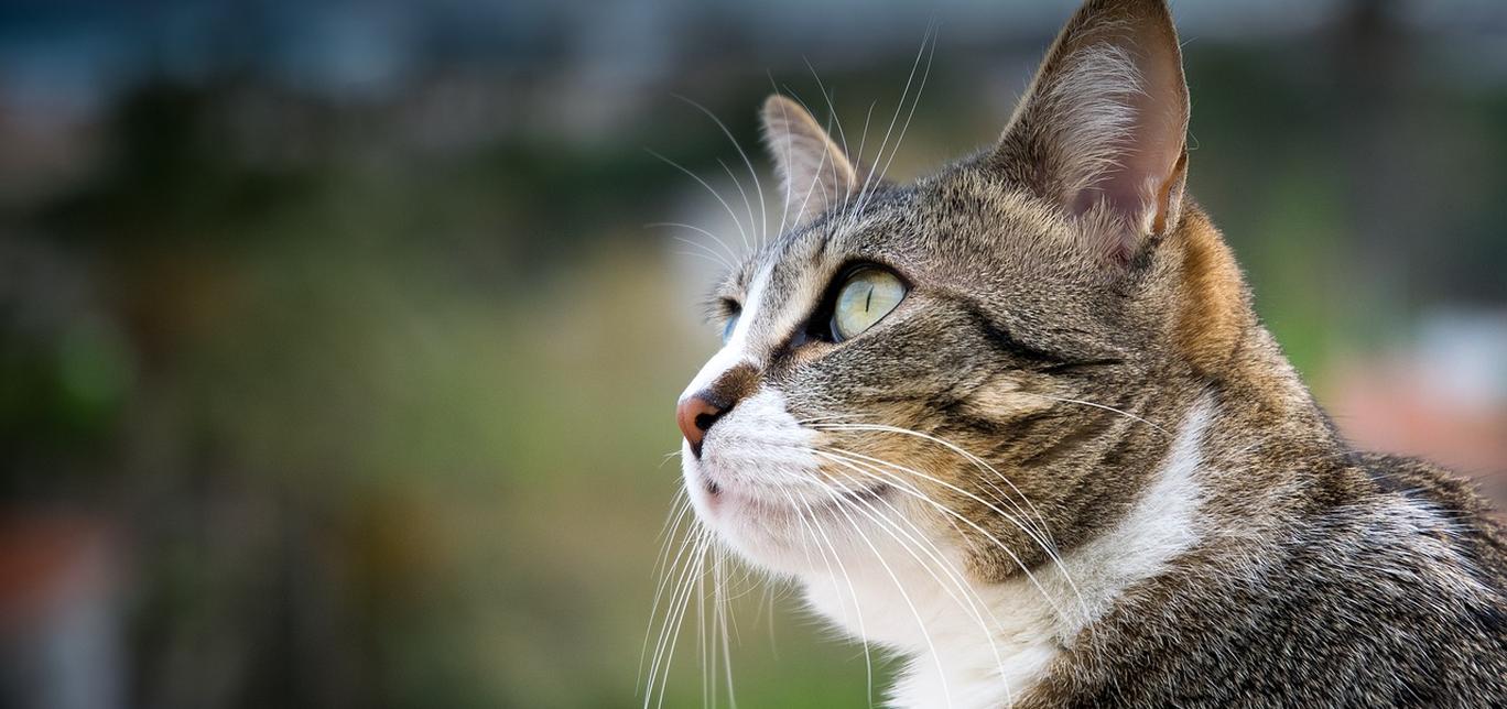 Tutto quello che devi sapere sul calore dei gatti! Come riconoscerlo e come gestirlo!