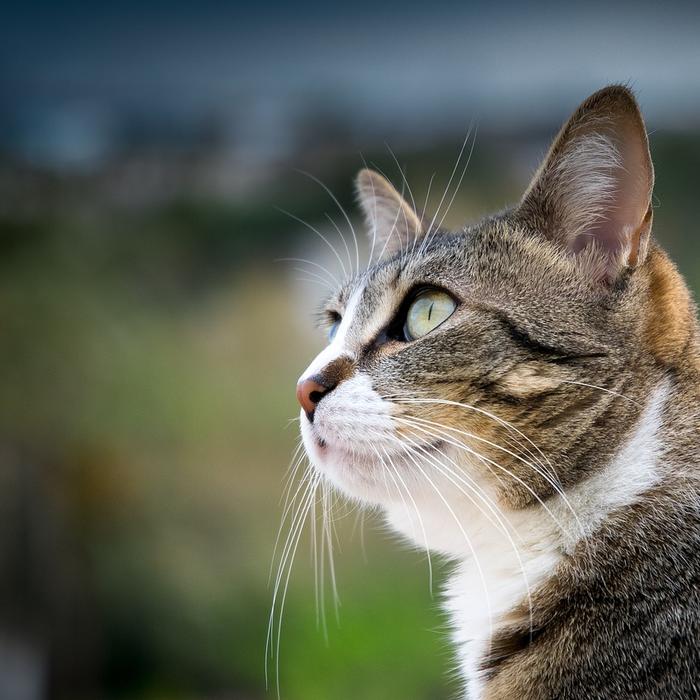 Tutto quello che devi sapere sul calore dei gatti! Come riconoscerlo e come gestirlo!