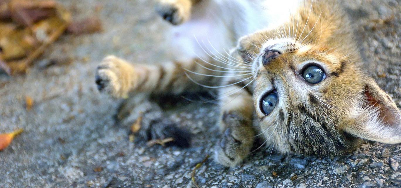 Come proteggere il tuo gatto dal freddo invernale