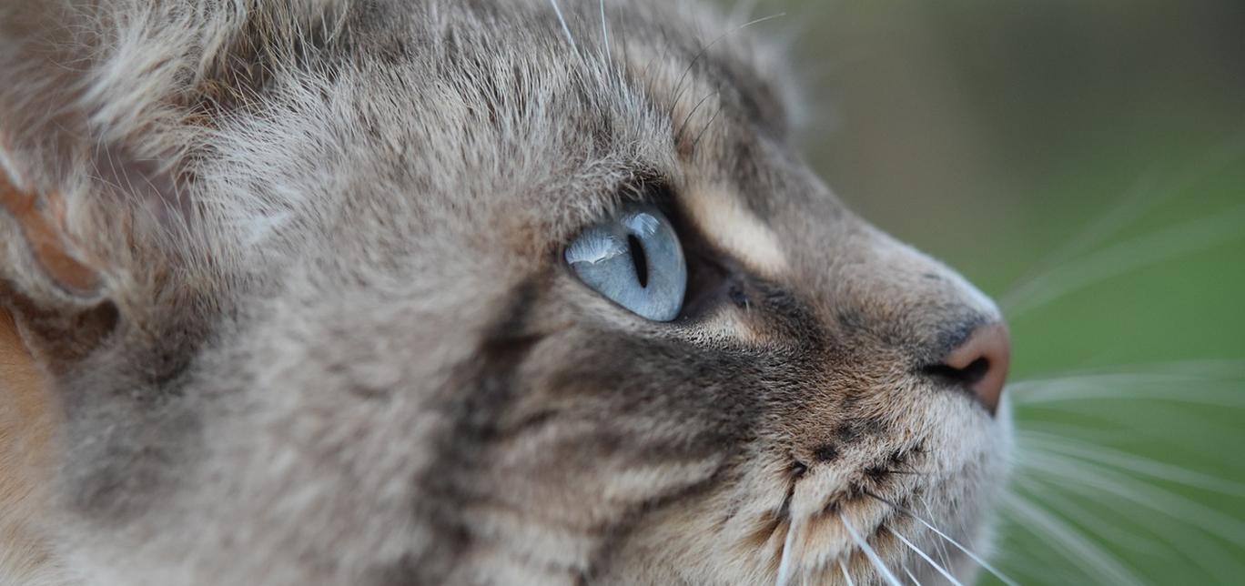 Come si accoppiano i gatti? Il processo è affascinante!