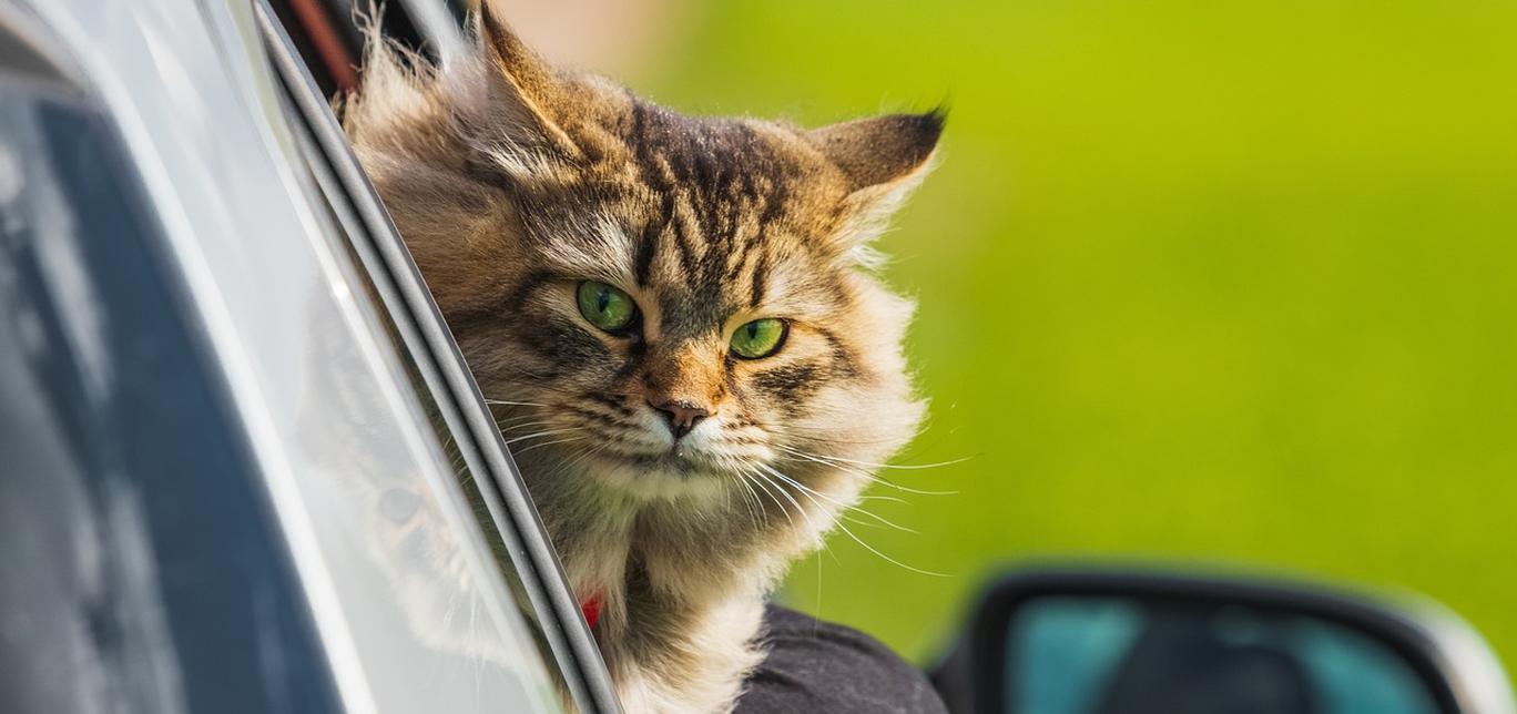 Come viaggiare con il tuo gatto in sicurezza