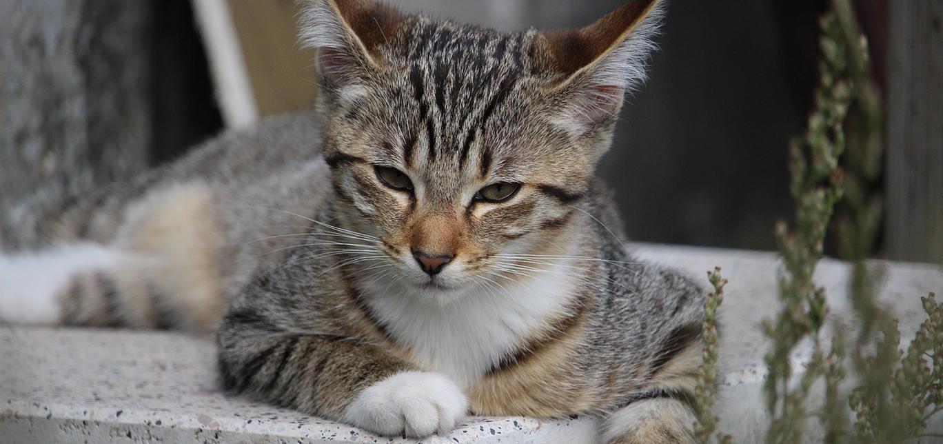 Gatti e cambiamenti di routine: Come aiutare il gatto ad adattarsi a nuove situazioni.