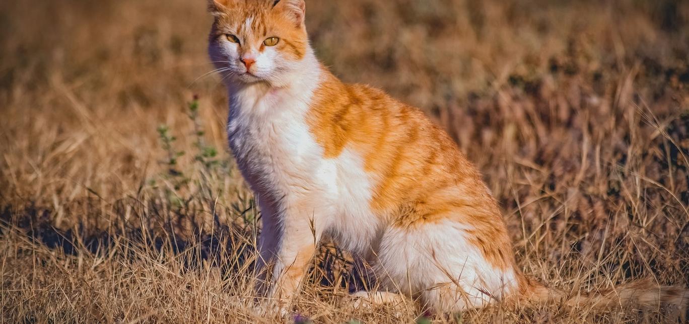 Gatti e gatti randagi: Come gestire gli incontri con altri gatti.