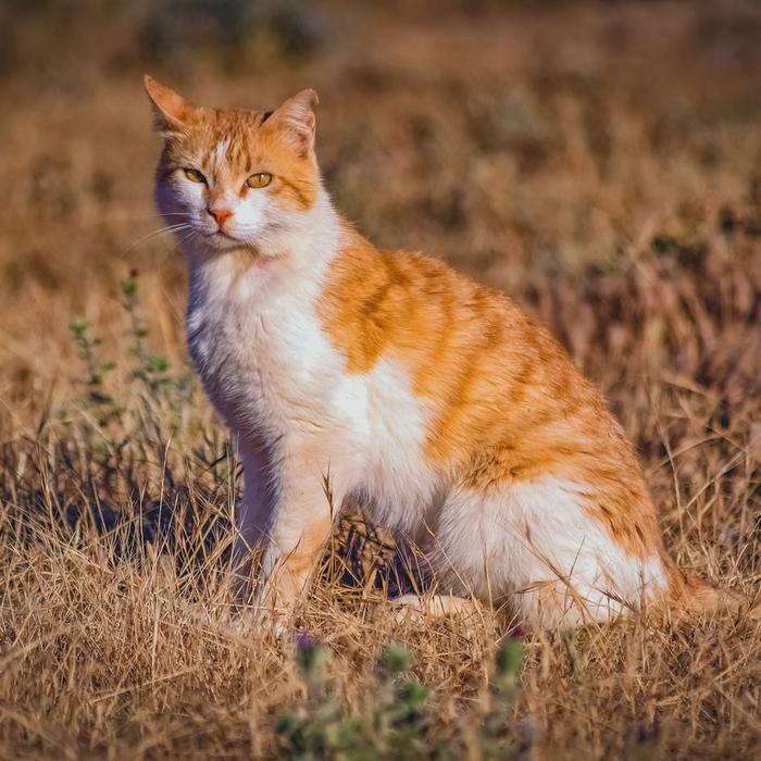 Gatti e gatti randagi: Come gestire gli incontri con altri gatti.