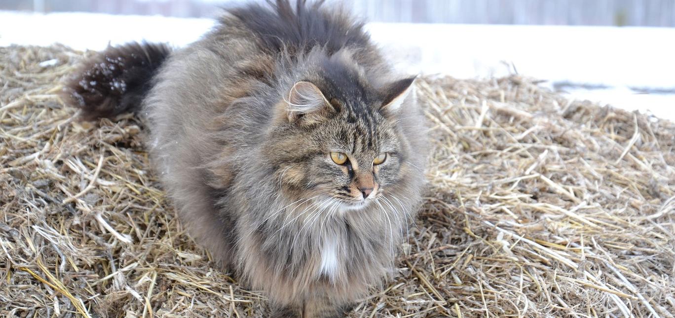 Gatti e riscaldamento invernale: Come mantenere il gatto caldo durante l’inverno.