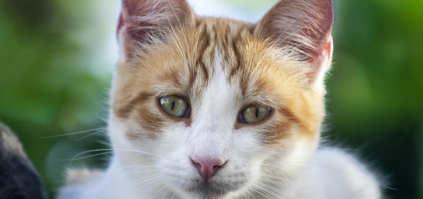 I gatti possono fare yoga? Ecco come praticarlo con loro