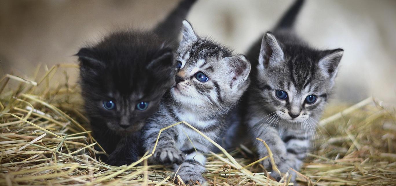 Quando partoriscono i gatti? La guida completa per assistere il tuo gatto durante il parto!