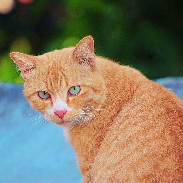 Quanto dura la gravidanza di un gatto? Il periodo è breve ma intenso!