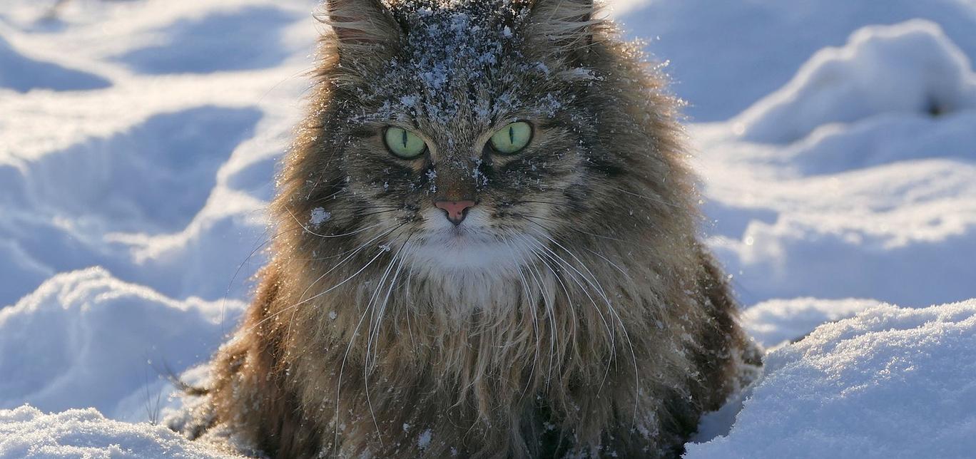 Come cani e gatti? La verità sul rapporto tra i due animali più amati!