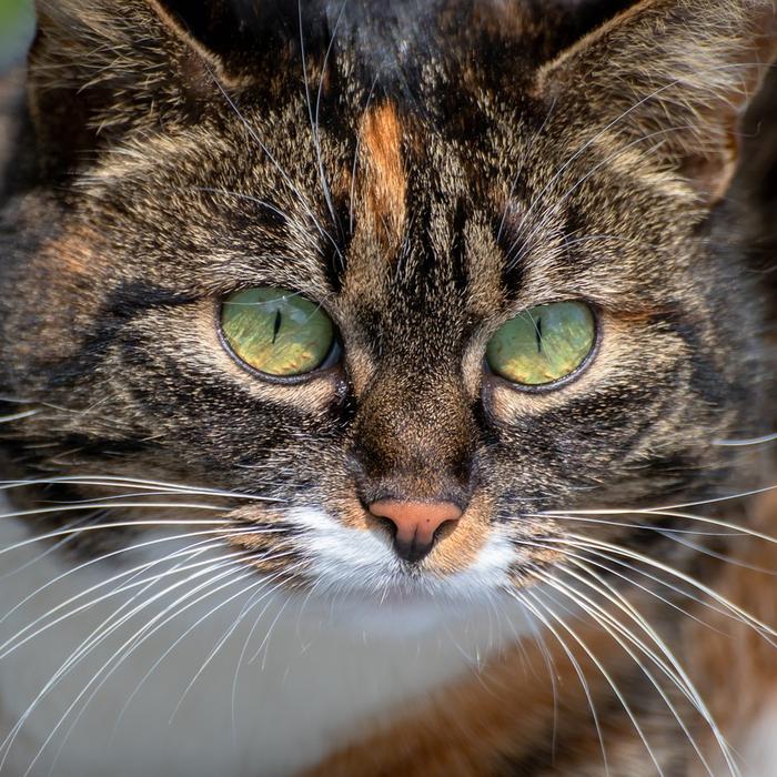 Come il tuo gatto può farti diventare famoso