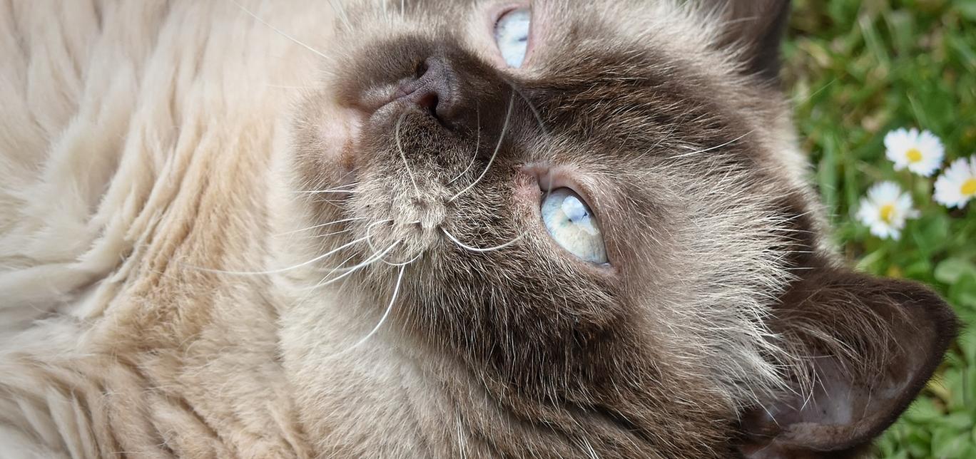 Come spaventare a morte un gatto? Non farlo mai! Ecco perché!