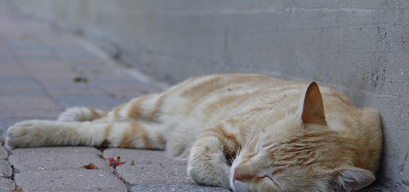 Cosa significa quando il tuo gatto dorme in una certa posizione? Il significato delle posizioni del gatto quando dorme!