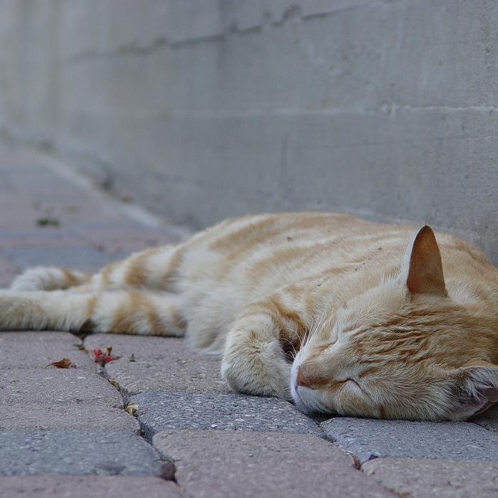 Cosa significa quando il tuo gatto dorme in una certa posizione? Il significato delle posizioni del gatto quando dorme!