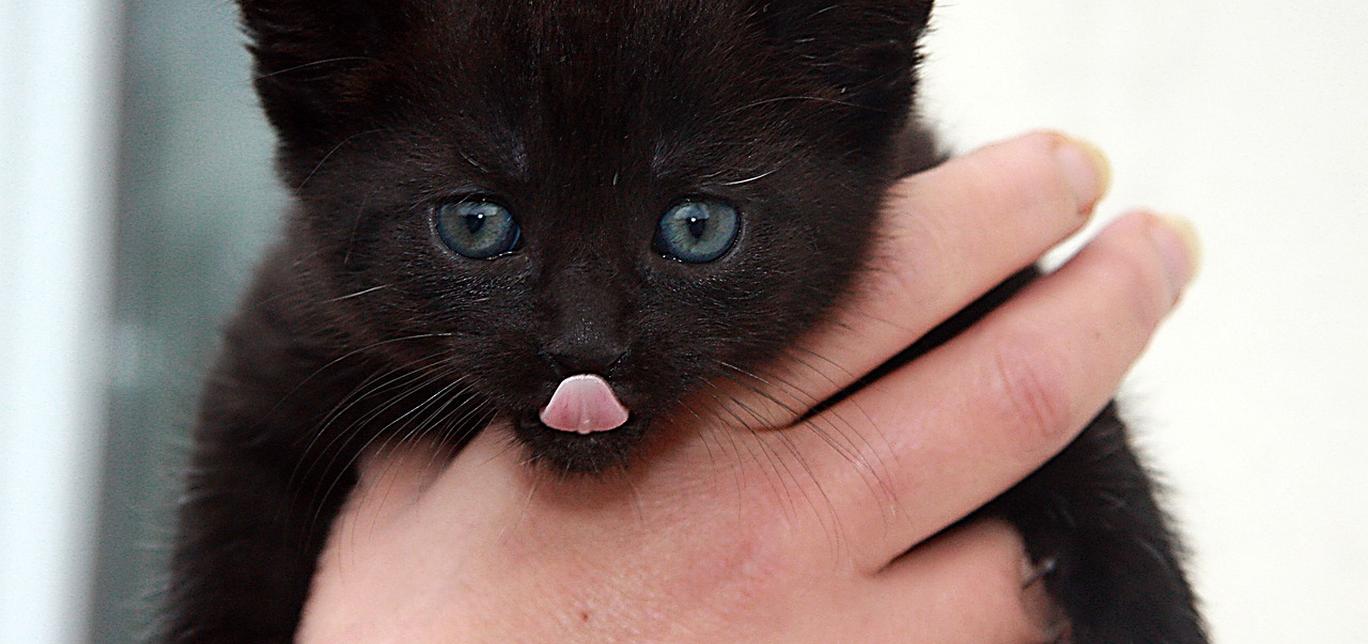 Gatti e segreti di felicità: Cosa rende davvero felice un gatto.