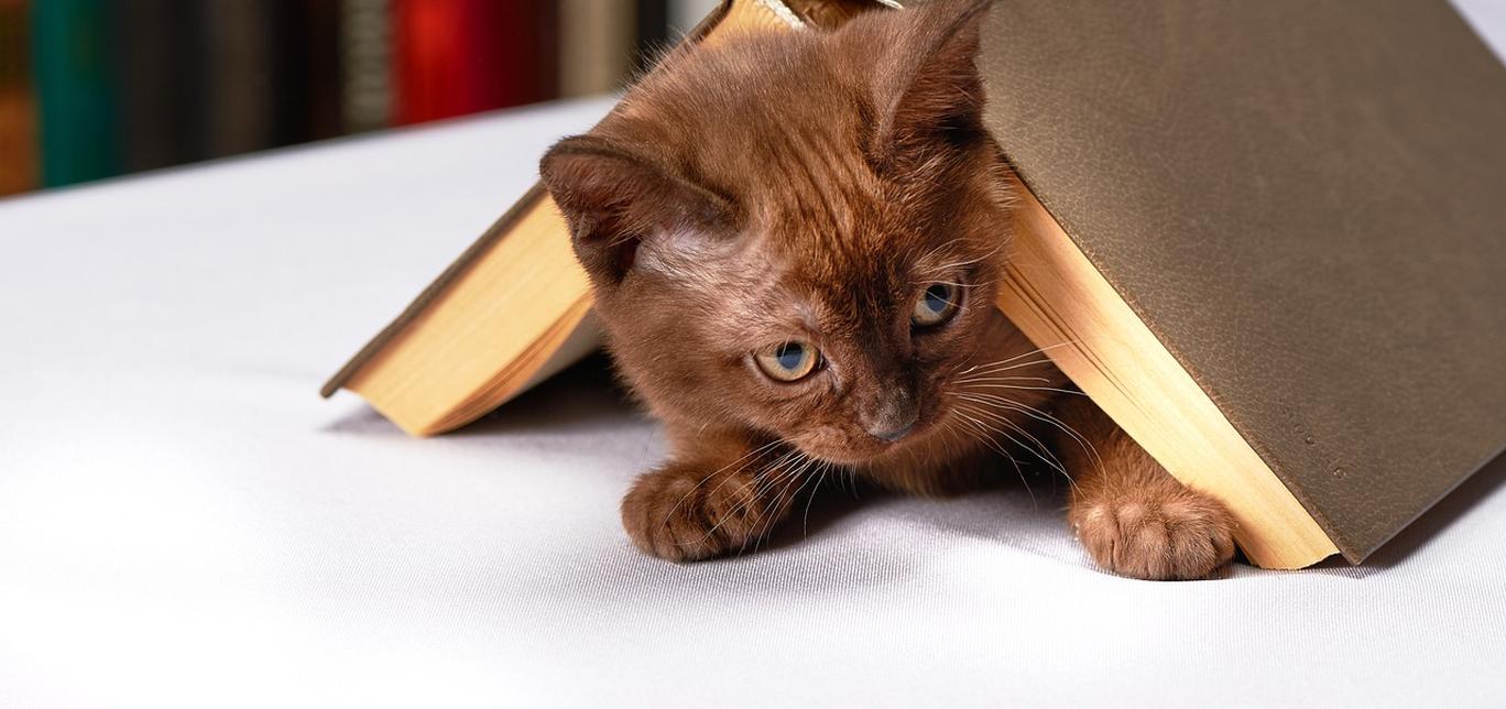 Il gatto che ha scritto un libro