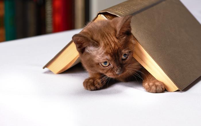 Il gatto che ha scritto un libro
